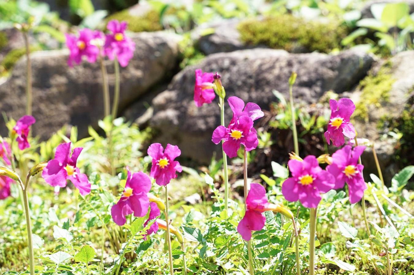 Pension Risuno Koya Hakuba Bagian luar foto